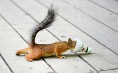 Desktop image. Animals. ID:65138
