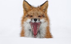 Desktop image. Animals. ID:65139
