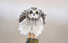 Desktop image. Animals. ID:65140