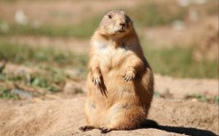 Desktop image. Animals. ID:65141