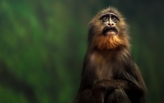 Desktop image. Animals. ID:65142
