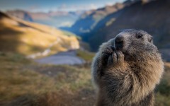 Desktop image. Animals. ID:65143