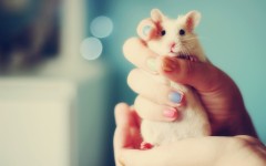 Desktop image. Animals. ID:65145