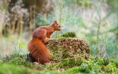 Desktop image. Animals. ID:65146