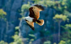 Desktop image. Animals. ID:65147