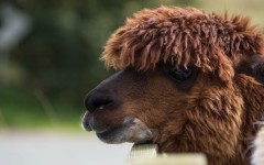 Desktop image. Animals. ID:65148