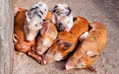 Desktop image. Animals. ID:65149