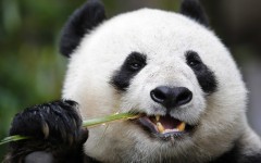 Desktop image. Animals. ID:65151