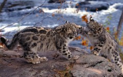 Desktop image. Animals. ID:65152