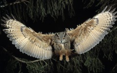 Desktop image. Animals. ID:65153