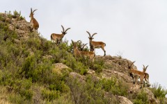 Desktop image. Animals. ID:65155