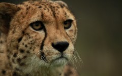 Desktop image. Animals. ID:65156