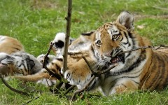 Desktop image. Animals. ID:65157
