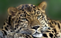 Desktop image. Animals. ID:65158