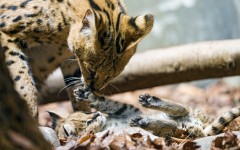 Desktop image. Animals. ID:65159