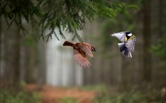 Desktop image. Animals. ID:65160