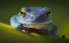 Desktop image. Animals. ID:65161