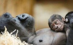 Desktop image. Animals. ID:65162