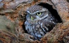 Desktop image. Animals. ID:65163