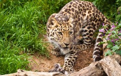 Desktop image. Animals. ID:65164