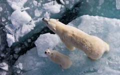 Desktop image. Animals. ID:65166