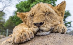 Desktop image. Animals. ID:65168