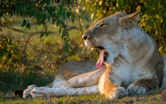 Desktop image. Animals. ID:65169