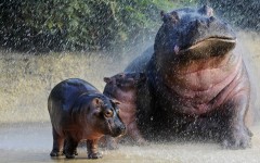Desktop image. Animals. ID:65170