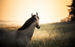 Desktop image. Animals. ID:65171