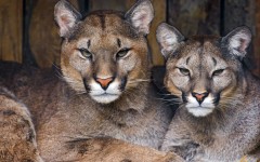 Desktop image. Animals. ID:65172