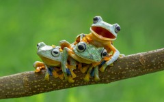 Desktop image. Animals. ID:65173