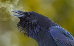 Desktop image. Animals. ID:65174