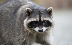 Desktop image. Animals. ID:65175