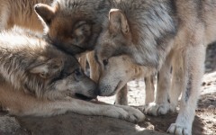 Desktop image. Animals. ID:65177