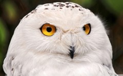 Desktop image. Animals. ID:65178
