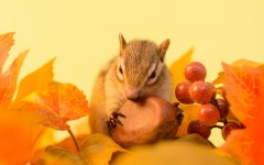 Desktop image. Animals. ID:65179