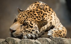 Desktop image. Animals. ID:65180