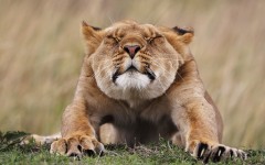 Desktop image. Animals. ID:65181
