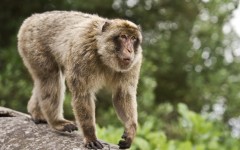 Desktop image. Animals. ID:65182