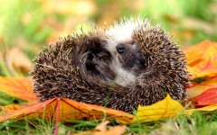Desktop image. Animals. ID:65183