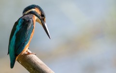 Desktop image. Animals. ID:65184