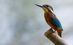 Desktop image. Animals. ID:65185