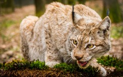 Desktop image. Animals. ID:65186