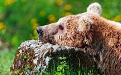 Desktop image. Animals. ID:65187
