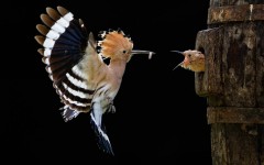 Desktop image. Animals. ID:65188