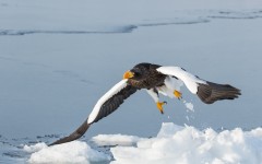 Desktop image. Animals. ID:65190