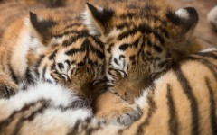 Desktop image. Animals. ID:65191