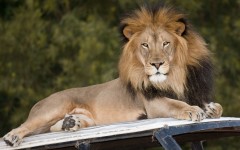 Desktop image. Animals. ID:65193