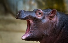 Desktop image. Animals. ID:65194