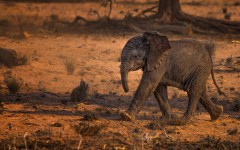 Desktop image. Animals. ID:65195